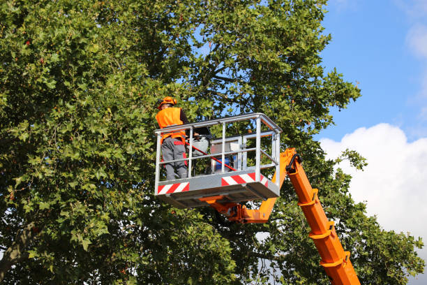  Somerville, NJ Tree Removal Pros