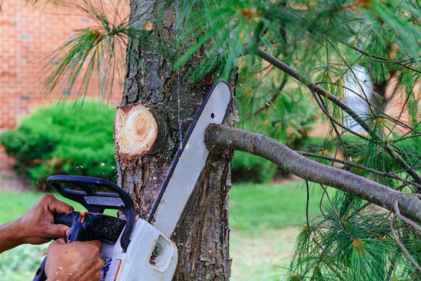 Best Pest Control for Lawns  in Somerville, NJ